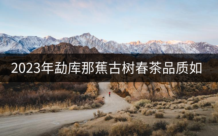 2023年勐庫那蕉古樹春茶品質(zhì)如何？