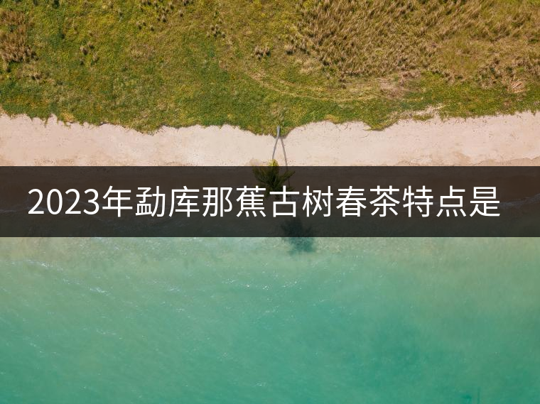 2023年勐庫那蕉古樹春茶特點是什么？