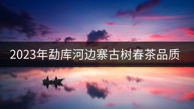 2023年勐庫河邊寨古樹春茶品質如何？