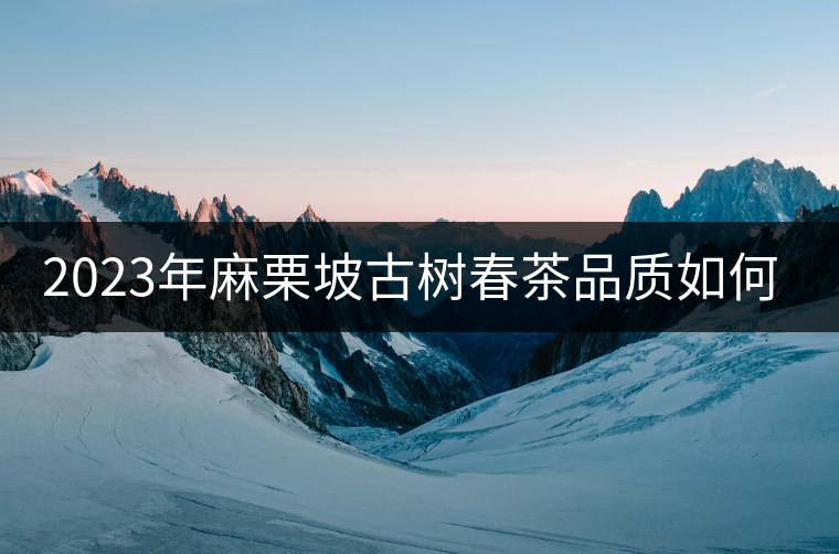 2023年麻栗坡古樹春茶品質(zhì)如何？