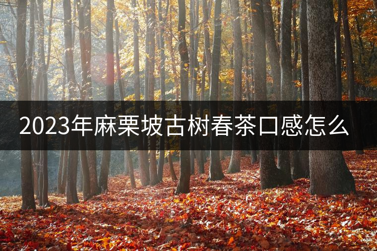 2023年麻栗坡古樹春茶口感怎么樣？