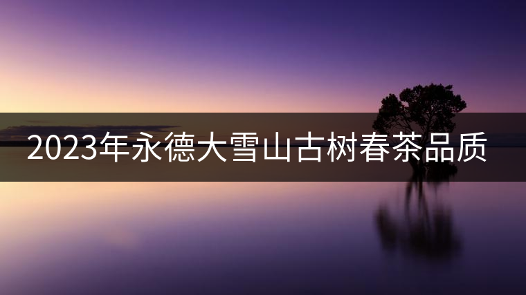 2023年永德大雪山古樹春茶品質(zhì)如何？