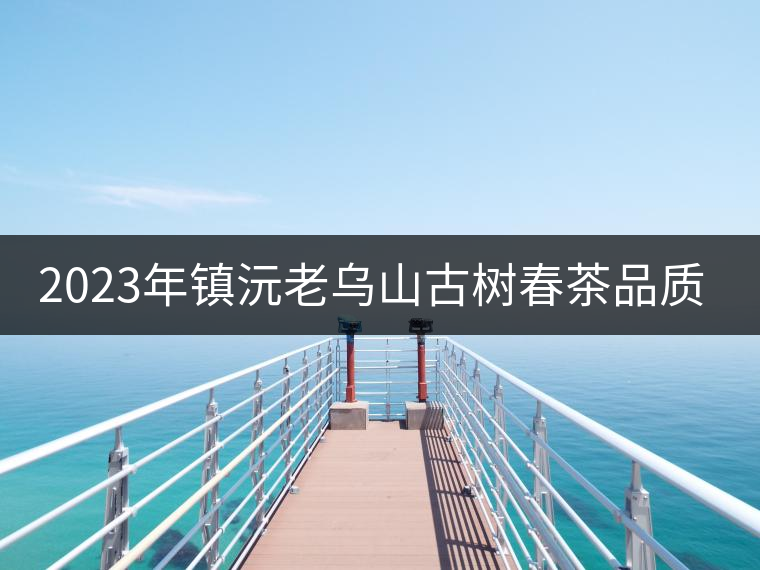 2023年鎮(zhèn)沅老烏山古樹春茶品質(zhì)如何？