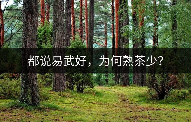 都說易武好，為何熟茶少？