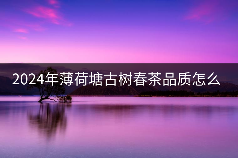 2024年薄荷塘古樹春茶品質怎么樣？