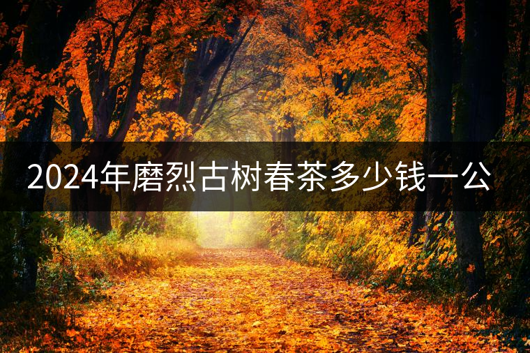 2024年磨烈古樹(shù)春茶多少錢(qián)一公斤？
