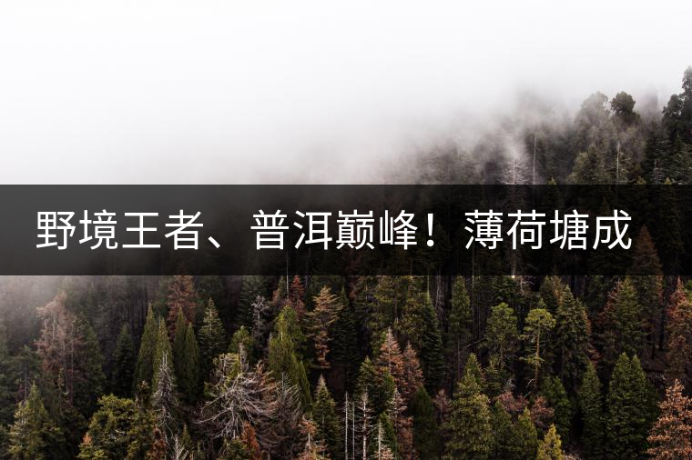 野境王者、普洱巔峰！薄荷塘成為普洱無冕之王的十大原因