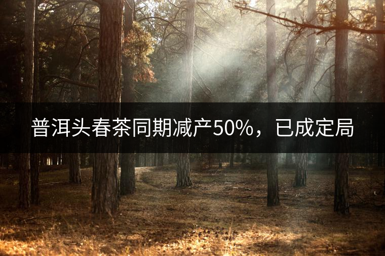 普洱頭春茶同期減產(chǎn)50%，已成定局
