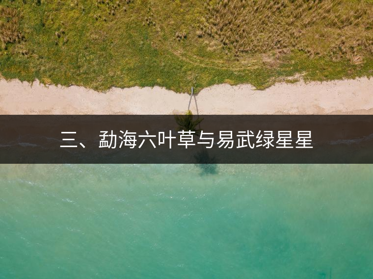 三、勐海六葉草與易武綠星星