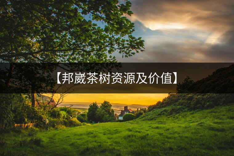 【邦崴茶樹(shù)資源及價(jià)值】 【邦崴茶樹(shù)資源及價(jià)值】