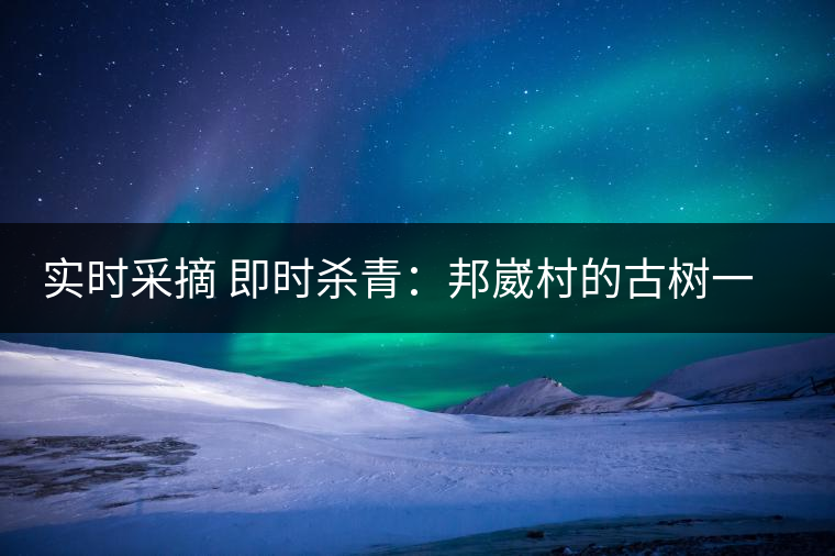 實時采摘 即時殺青：邦崴村的古樹一般都比較高大，我今年爬到10米高的樹梢上拍茶農(nóng)采茶，一顆完整的古樹頭春茶的采摘需要6-7個婦女花半個小時共同完成，鮮葉才下來以后要及時殺青，才能保證茶葉后期的鮮爽感。