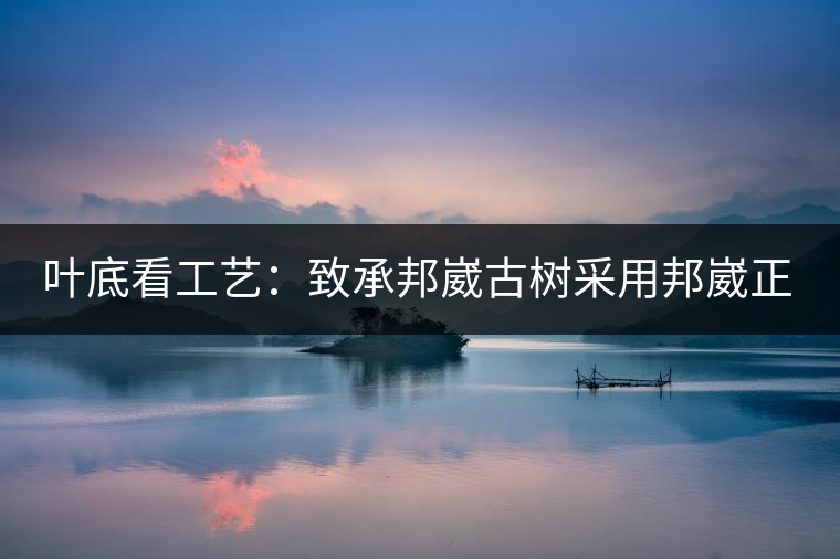 葉底看工藝：致承邦崴古樹采用邦崴正山三百至五百年古茶樹頭春鮮葉。經(jīng)手工殺青，石墨壓制，餅型周正，嚴守傳統(tǒng)工藝；葉底鮮活，幾乎無糊點，前期殺青較輕，這樣更利于后期轉(zhuǎn)化。