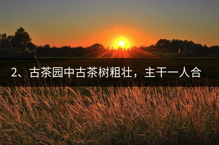 2、古茶園中古茶樹(shù)粗壯，主干一人合圍吃力，枝杈壯碩