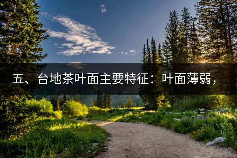 五、臺地茶葉面主要特征：葉面薄弱，如薄紙易折;沖泡之后無力恢復(fù)彈性，甚至多次沖泡也不能展開，葉子愈薄愈差。
