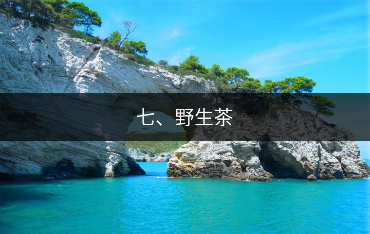 七、野生茶