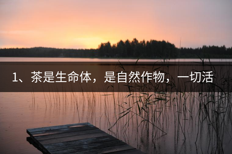 1、茶是生命體，是自然作物，一切活動(dòng)受自然規(guī)律影響。