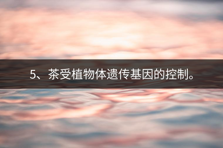 5、茶受植物體遺傳基因的控制。