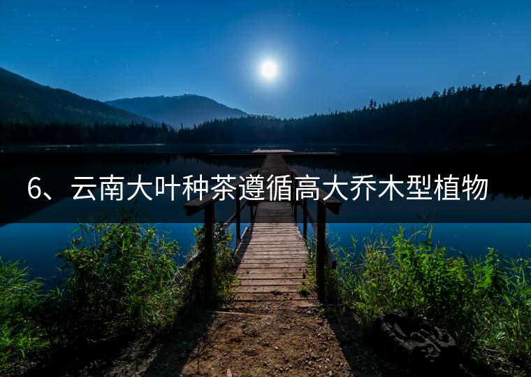 6、云南大葉種茶遵循高大喬木型植物的普遍規(guī)律。