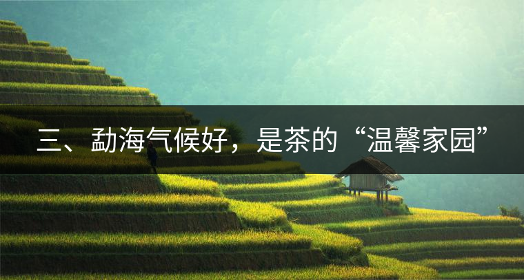 三、勐海氣候好，是茶的“溫馨家園”