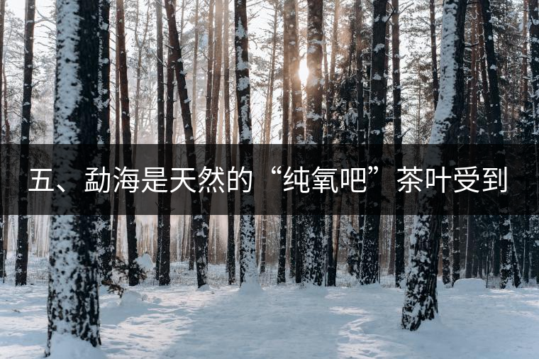 五、勐海是天然的“純氧吧”茶葉受到很好的潤澤