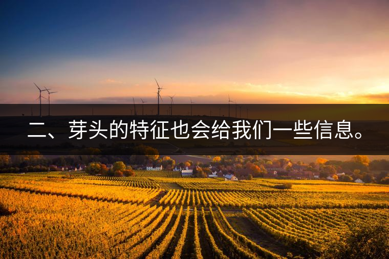 二、芽頭的特征也會給我們一些信息。