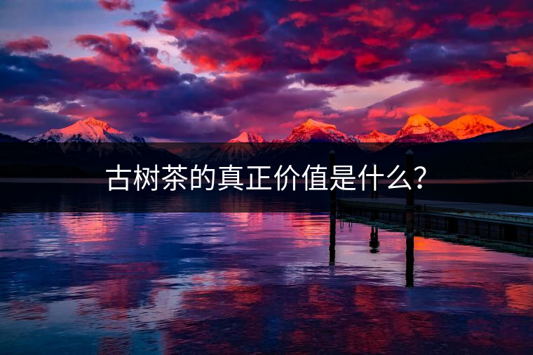 古樹茶的真正價值是什么？