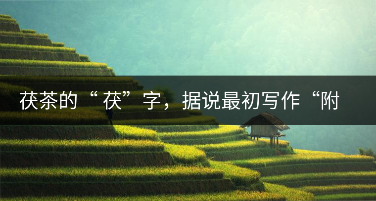 茯茶的“ 茯”字，據說最初寫作“附”，意思就是非“正”品，次等貨。茯磚茶選料多用質地很老的茶葉，加上茶梗與枝葉拼配。陳化后，性溫，有著獨特的營養(yǎng)價值，更有助于幫助消化去膩。有些時候，茶傳播也有尷尬的時候，今天中原大地流行喝陳茶的時候，這個地方卻開始喝新茶。喝也喝出問題來，磚茶不適合品新，因為老枝葉含氟高的緣故，許多牧民甚至氟中毒，國家正在著手解決這一問題。但從根本上來說，還是需要消費者回到自己的傳統(tǒng)，把茶葉的儲藏習慣繼續(xù)保留。