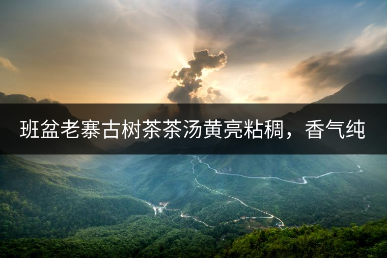 班盆老寨古樹茶茶湯黃亮粘稠，香氣純高，滋味清甜柔順，略苦澀，苦澀不會持久1-2秒后轉(zhuǎn)為甘甜，喉嚨清爽無燥感，舌面回甘，生津持久，外形條索油亮，肥大顯毫、葉脈清晰、葉質(zhì)軟。茶氣強勁、韻味回繞時間極長，滋味釅醇，茶氣凜冽，回甘生津較猛，喉韻較深。幾杯下肚有較為明顯的體感表現(xiàn)（背脊、額頭發(fā)汗），沒有其他雜味。