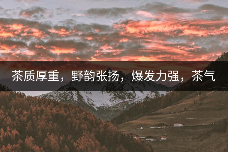 茶質(zhì)厚重，野韻張揚(yáng)，爆發(fā)力強(qiáng)，茶氣十足