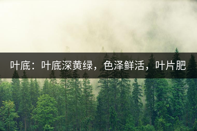 葉底：葉底深黃綠，色澤鮮活，葉片肥厚，梗莖肥壯，而且非常柔韌。