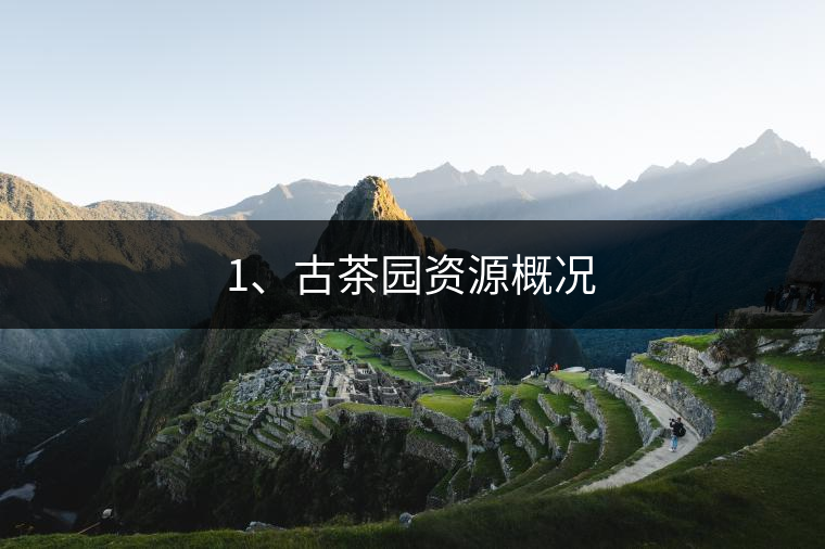 1、古茶園資源概況