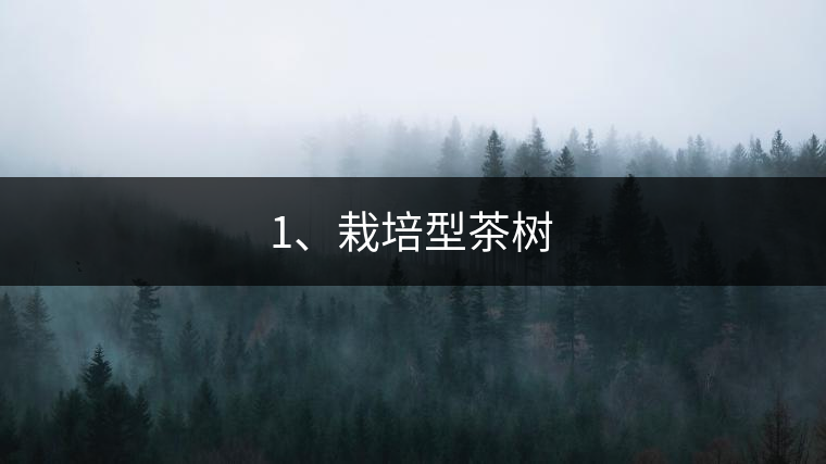 1、栽培型茶樹