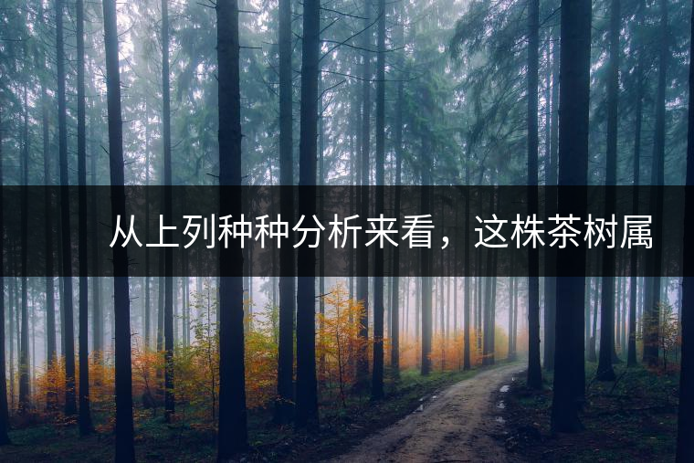 　　從上列種種分析來看，這株茶樹屬野生類型應(yīng)無疑問。