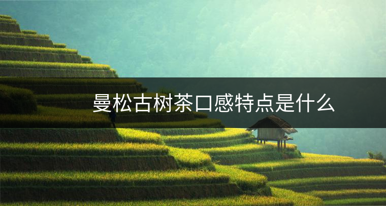 曼松古樹茶口感特點是什么 曼松古樹茶口感特點是什么