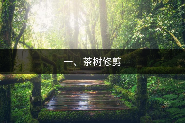 一、茶樹修剪