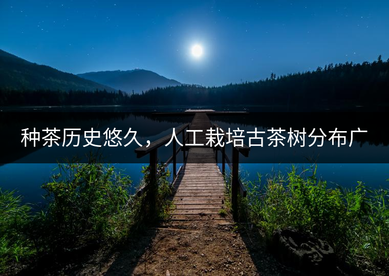 種茶歷史悠久，人工栽培古茶樹分布廣