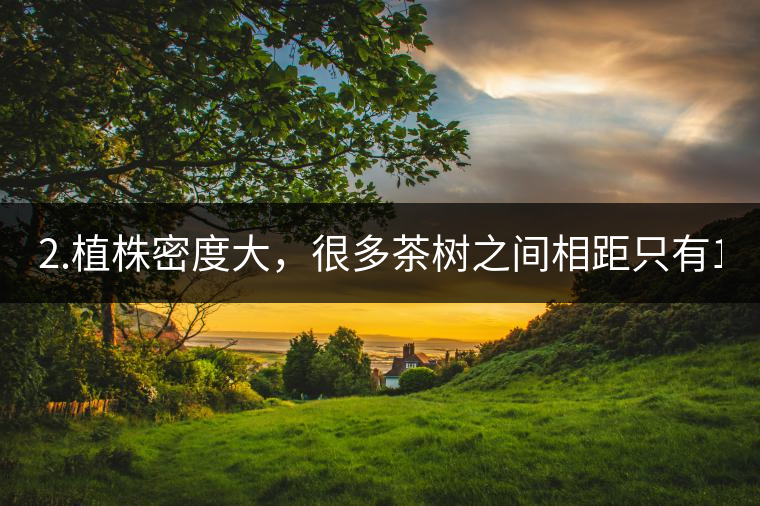 2.植株密度大，很多茶樹之間相距只有1-2米。