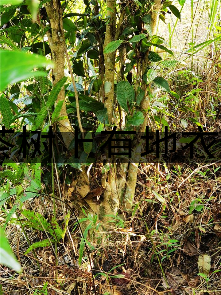 茶樹上有地衣或苔蘚是不是有害的？-1