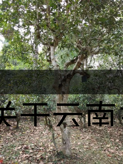 有關(guān)于云南主要茶產(chǎn)區(qū)（臨滄市）的介紹！