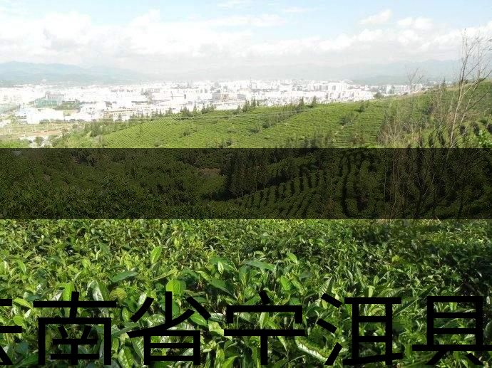 云南省寧洱縣茶業(yè)概況簡述(上) 云南省寧洱縣茶業(yè)概況簡述(上)