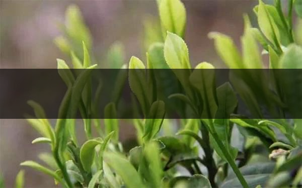 什么是雨前茶？雨前茶有何特點(diǎn)？