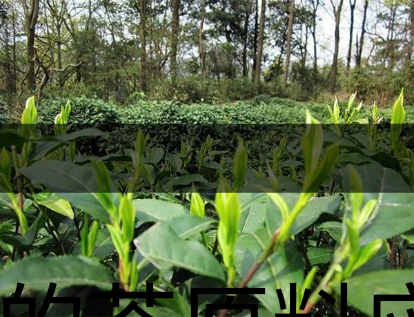 好的茶原料應具備的幾個必要條件？