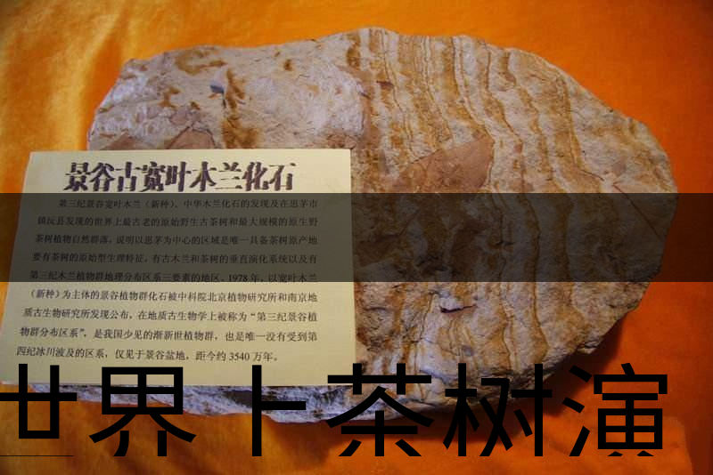 世界上茶樹(shù)演化的始祖是不是寬葉木蘭化石？