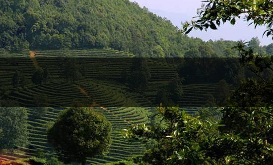 云南峨山高香萬畝生態(tài)茶業(yè)有限責任公司-1 云南峨山高香萬畝生態(tài)茶業(yè)有限責任公司-1