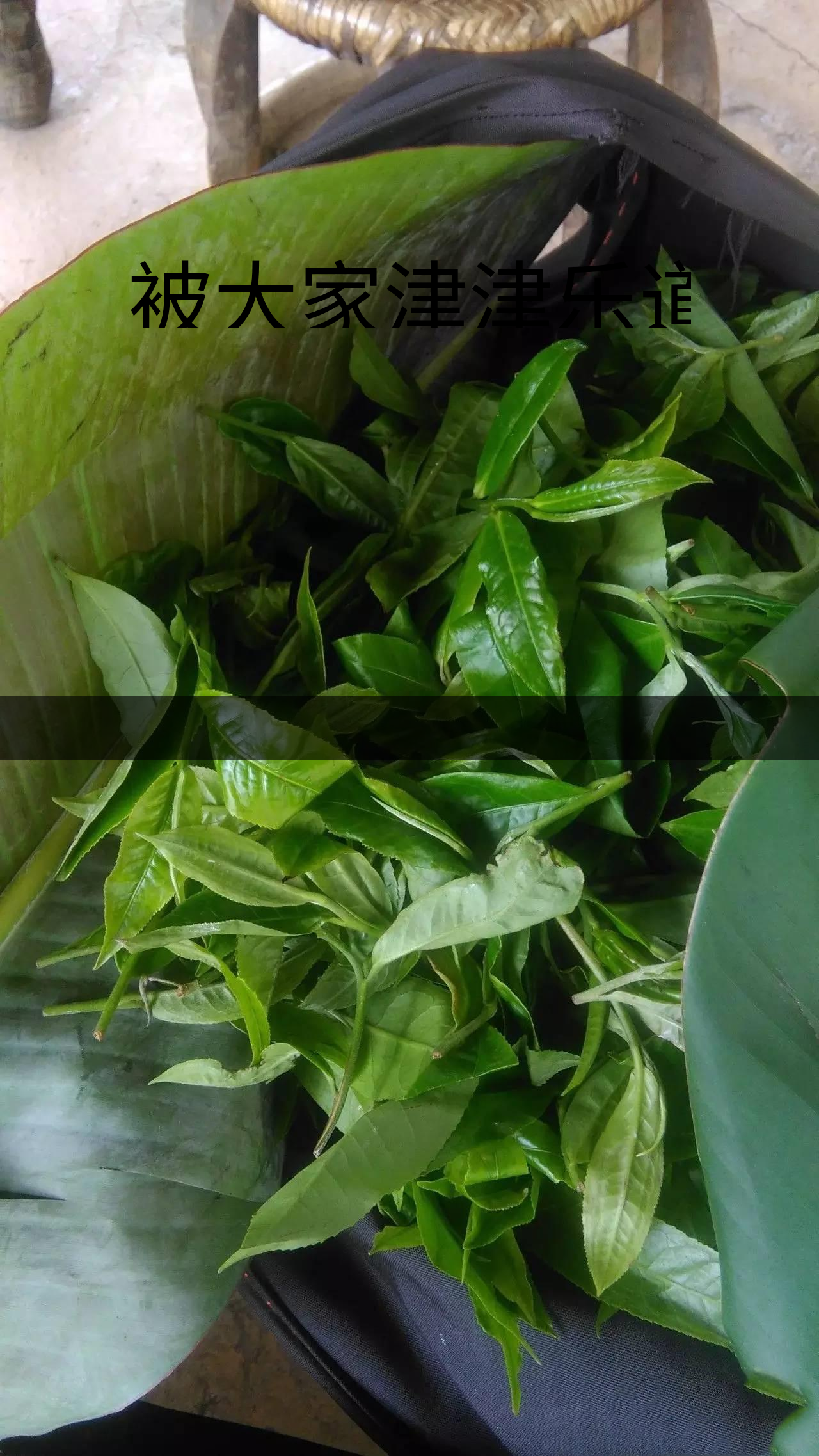 被大家津津樂道的森林茶，你知道是什么？-1-1