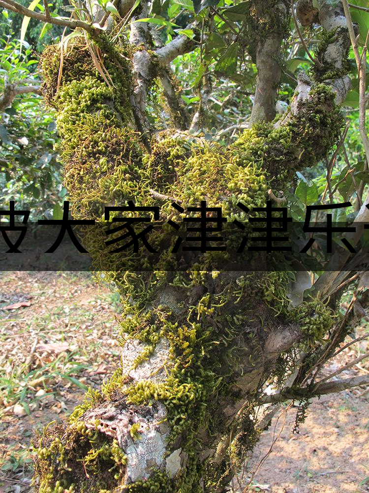 被大家津津樂道的森林茶，你知道是什么？-3-1