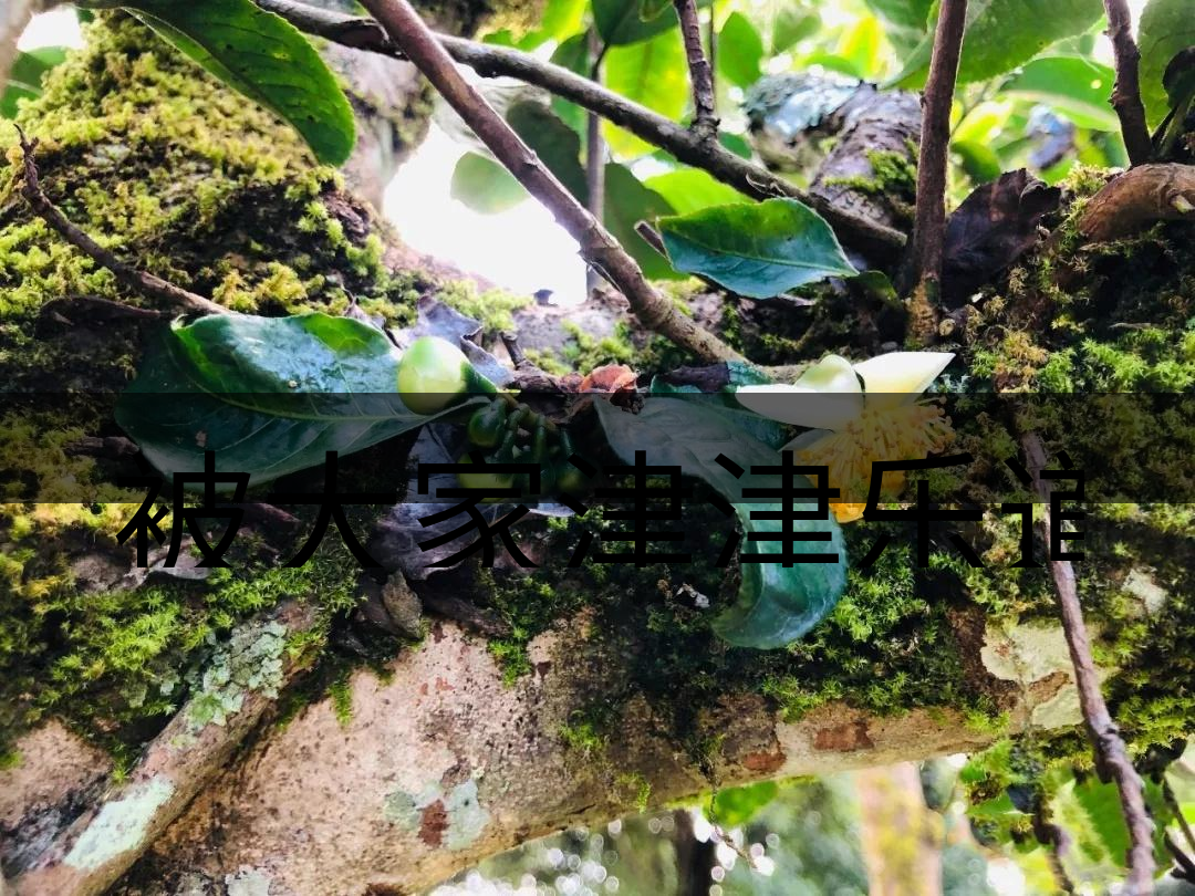 被大家津津樂道的森林茶，你知道是什么？-4-1