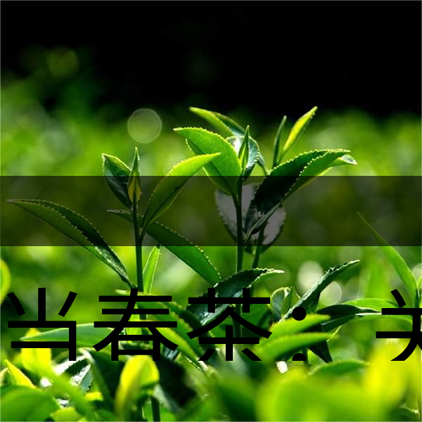 正當(dāng)春茶：關(guān)于這些茶知識(shí)你知道嗎？-1