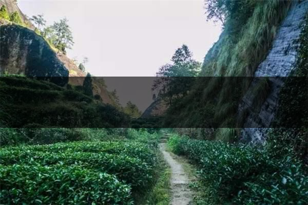 喝武夷山巖茶的香，什么是工藝香？-4