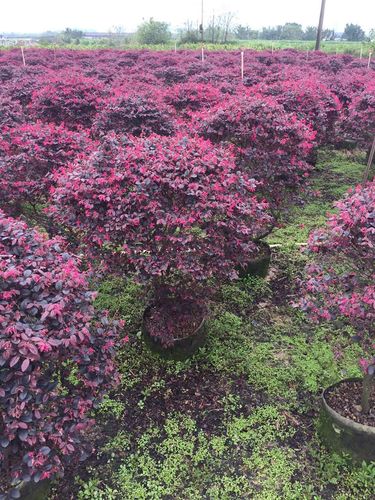 红花继木_佛山绿沃园林 -专业苗木种植与出口